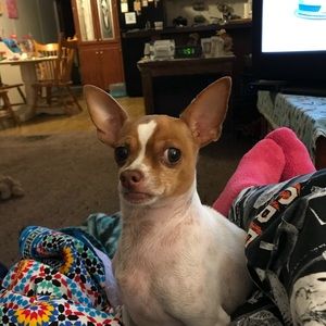 Meet your Posher, Janis